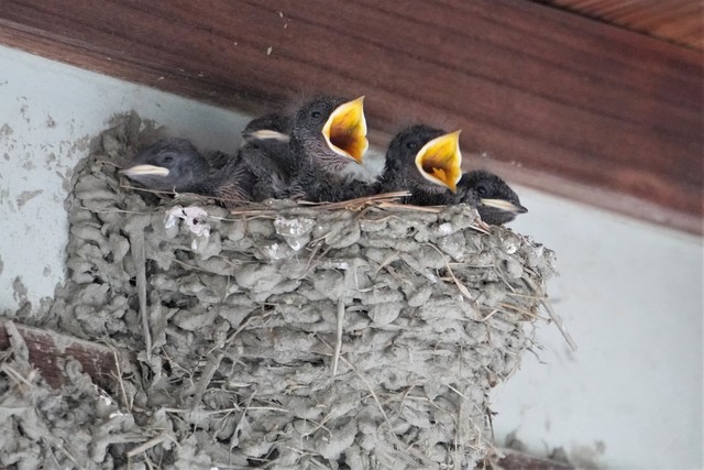 どん兵衛のカップを巣にしたツバメの巣が話題 チキンラーメンのカップじゃなくて良かった まいどなニュース