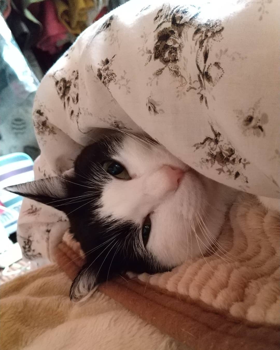 図書館の駐輪場に住み着きケガを負っていた猫、一人暮らしの 