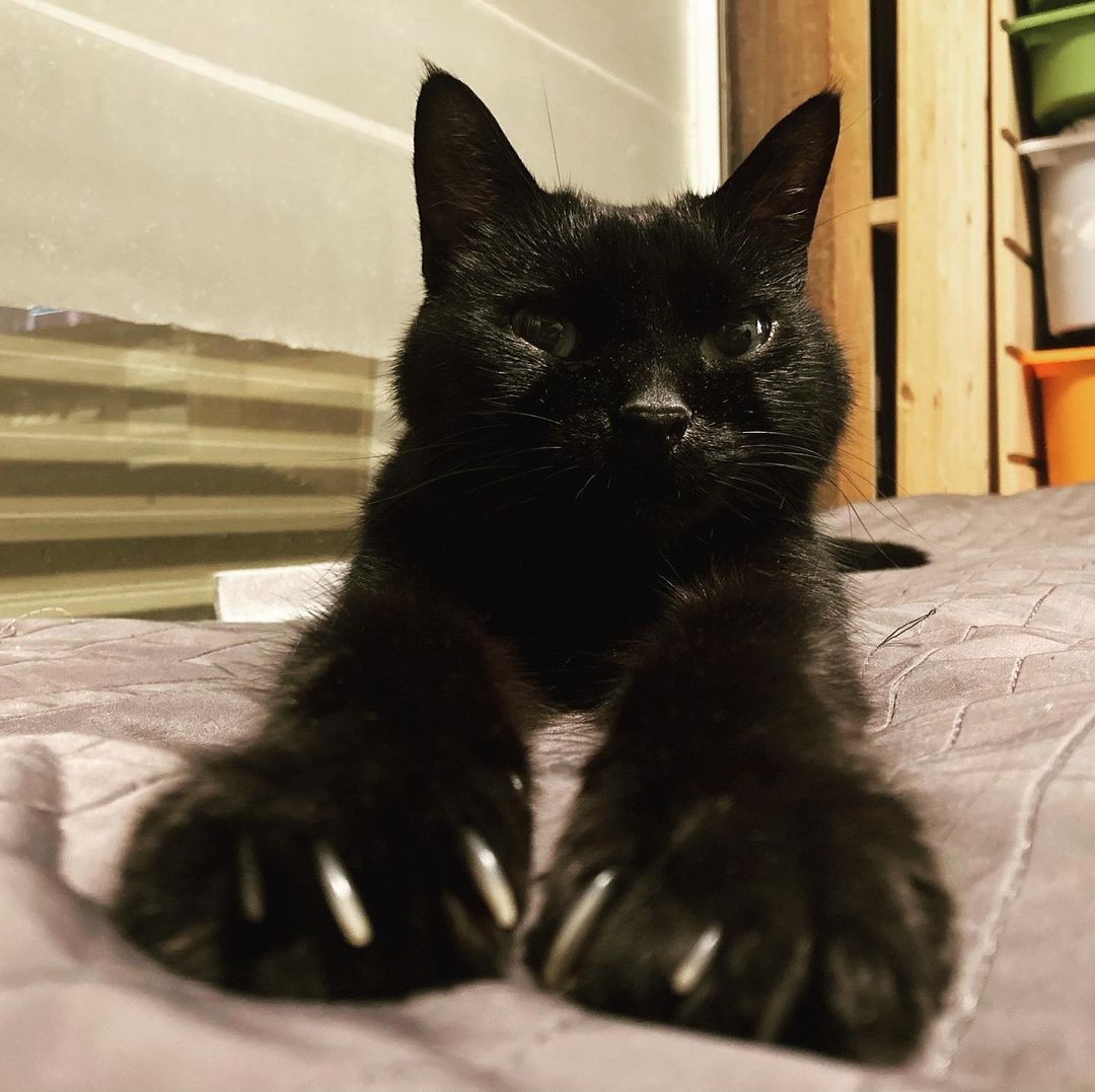 山中で鳴いていた子猫 家族や先住猫に守られすくすく成長 妹猫を迎え幸せなシニアライフを満喫 まいどなニュース