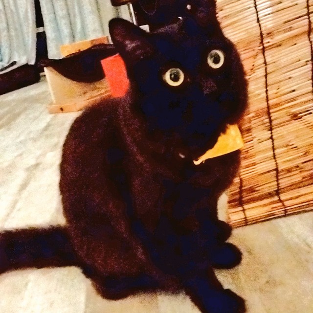 まるで漫画 あ やべ というセリフが似合いすぎる猫が話題 買い物袋を漁っている証拠写真 まいどなニュース