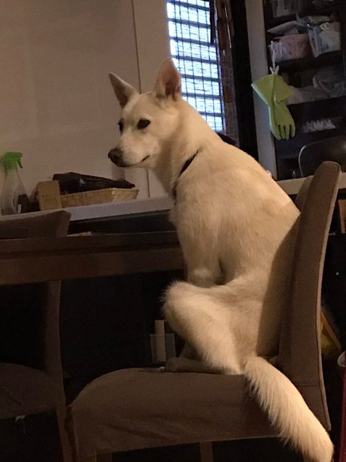 早朝から食卓に座ってごはん待ち 犬の朝食ハラスメントに うちのおじいちゃんみたい 嫁が起きてこんのじゃ と爆笑 まいどなニュース