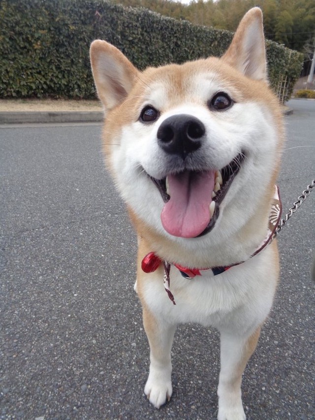 ムギュッ 散歩ではしゃぎ過ぎた柴犬の顔に爆笑 何パン 作画崩壊 失敗したシフォンケーキ まいどなニュース