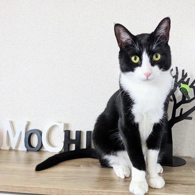 猫風邪でふらふらで現れた子猫 初対面は素っ気なかったが今では無断外出にプンプン 言葉が分かってると思う まいどなニュース