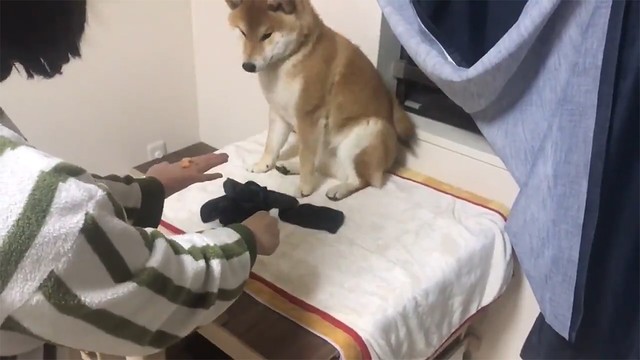 えっ ウソ 手の中のおやつが消えちゃった 飼い主さんの手品に驚く柴犬さん 可愛すぎると大反響 まいどなニュース