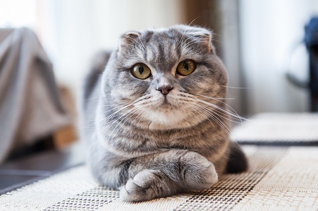 男の子1位 レオ 女の子 ココ 総合は 定番 が3連覇ニャ 愛猫の名前人気ランキング よろず ニュース