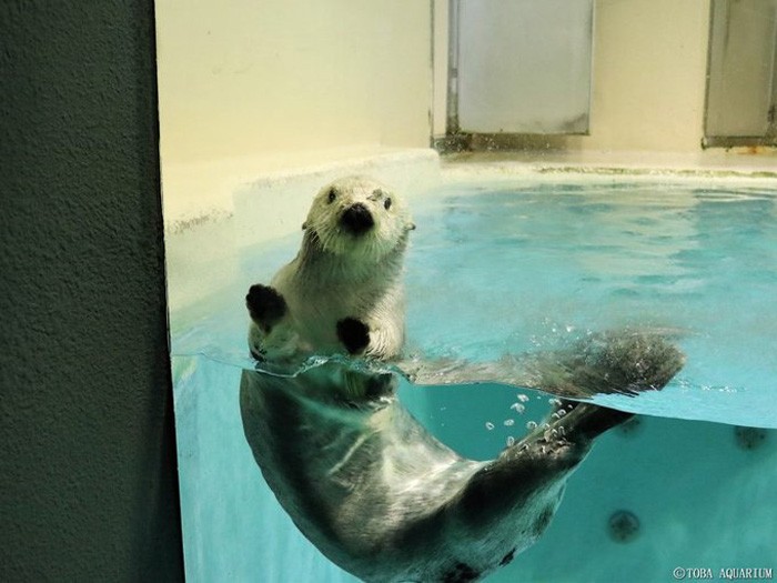 ラッコ メイちゃん の女子力が高すぎる お顔のお手入れ ふわふわに 話題の鳥羽水族館に聞いた まいどなニュース