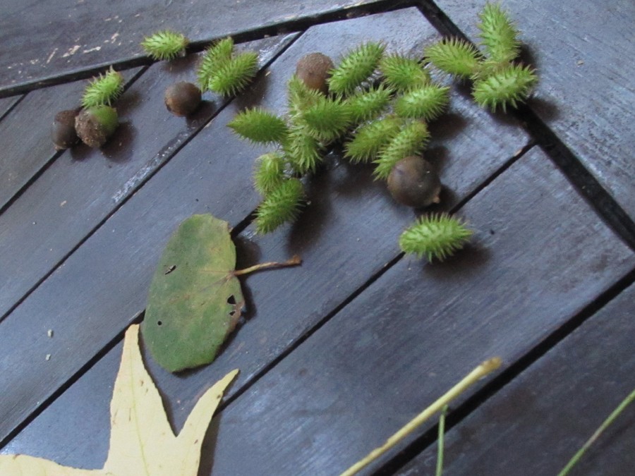 洋服にびっしりついた ひっつき虫 が 気持ちよく取れる技が話題 今までの苦労はなんだったんだろう まいどなニュース