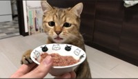 腹筋してたら、猫さんがお腹に乗ってきてキョロキョロ「これ何しに