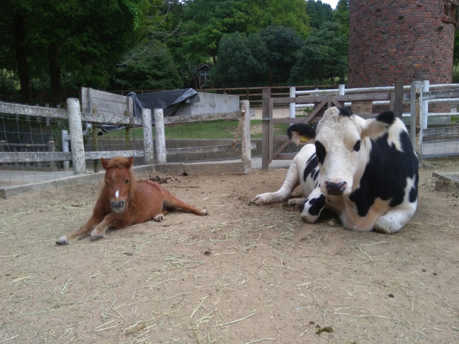自分の事を馬だと思っている牛 がいた 乗馬 じゃなく 乗牛 ができる牧場 飼育担当者に聞いた まいどなニュース 自分の事を馬だと思っている牛 がいた 乗馬 じゃなく 乗牛 ができる牧場 飼育担当者に聞いた まいどなニュース