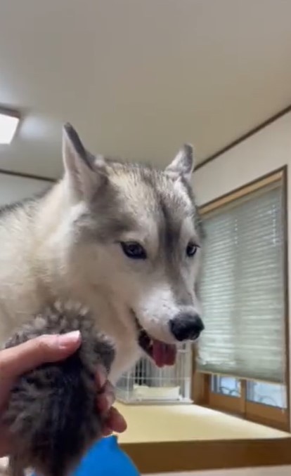 共鳴してる 子猫の鳴き声に合わせてハモる犬に0万人が夢中 あやしている 犬のおまわりさん まいどなニュース