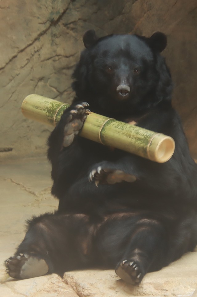 Uma チンパンジー 実はツキノワグマです 手作りの 魔法の竹筒 に野性爆発 幸せそうな姿に うれしい の声 まいどなニュース