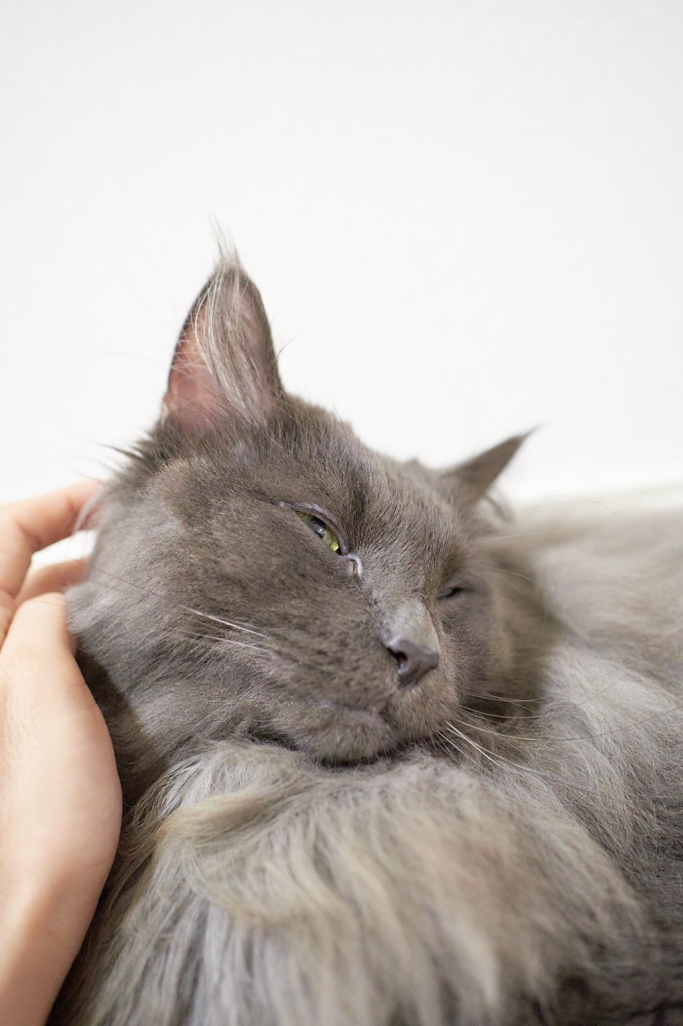 シャンプーに全力で抗議する猫が話題 魔獣だ 必死すぎて可愛い ニャニする気だぁー まいどなニュース シャンプーに全力で抗議する猫が話題 魔獣だ 必死すぎて可愛い ニャニする気だぁー まいどなニュース