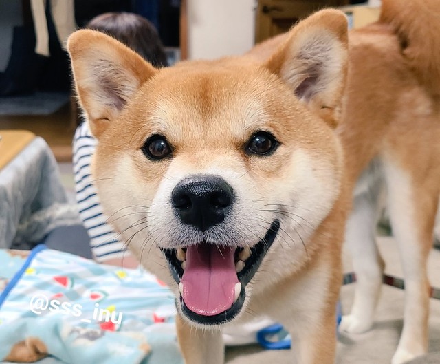 絶対散歩に行くって譲らなかったのになぜ 愛犬の心変わりが話題 気分屋ですから 柴犬だもん まいどなニュース 絶対散歩に行くって譲らなかったのになぜ 愛犬の心変わりが話題 気分屋ですから 柴犬だもん まいどなニュース