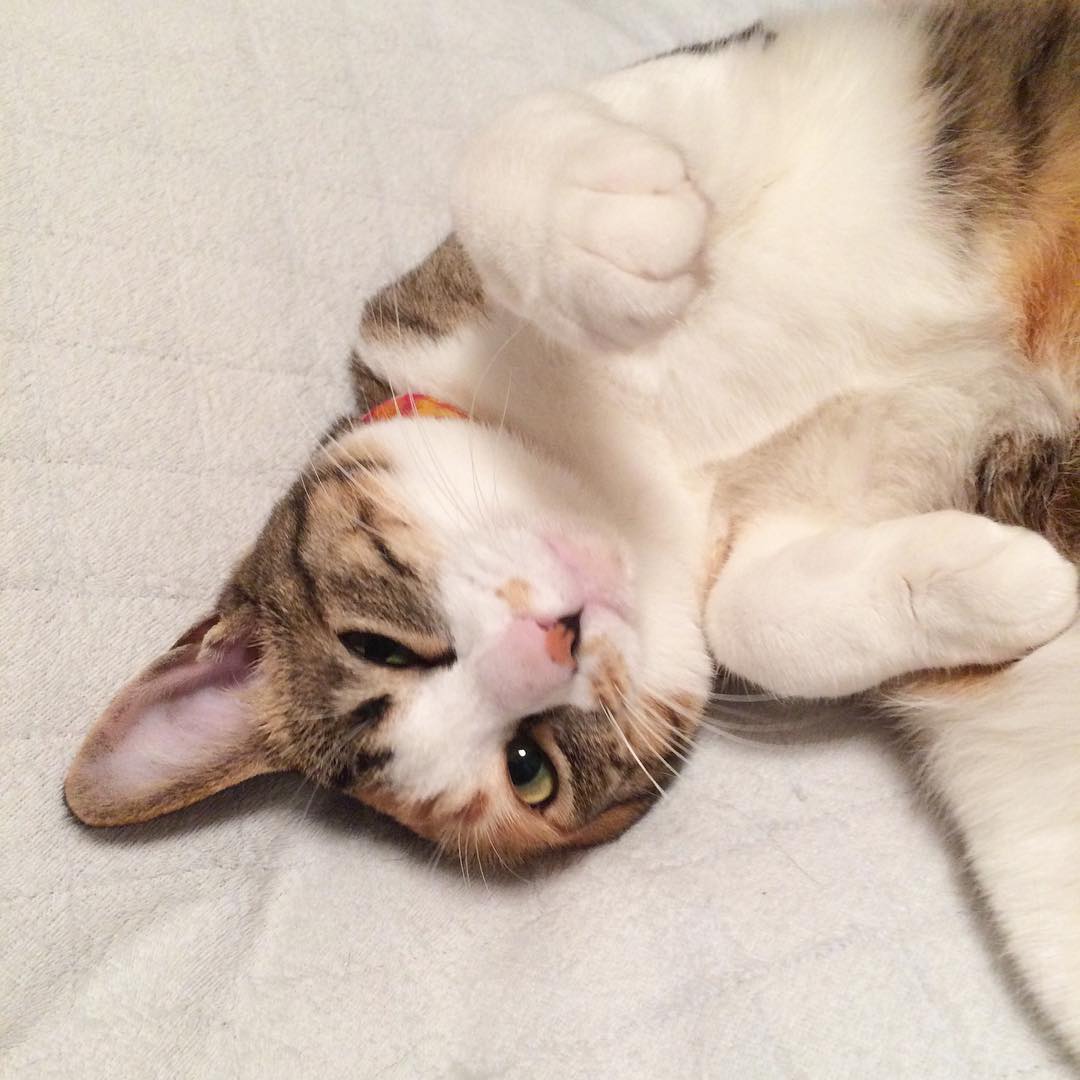 野良猫だったやんちゃな子猫、初対面で『なぜて』と仰向けに｜まいどな 