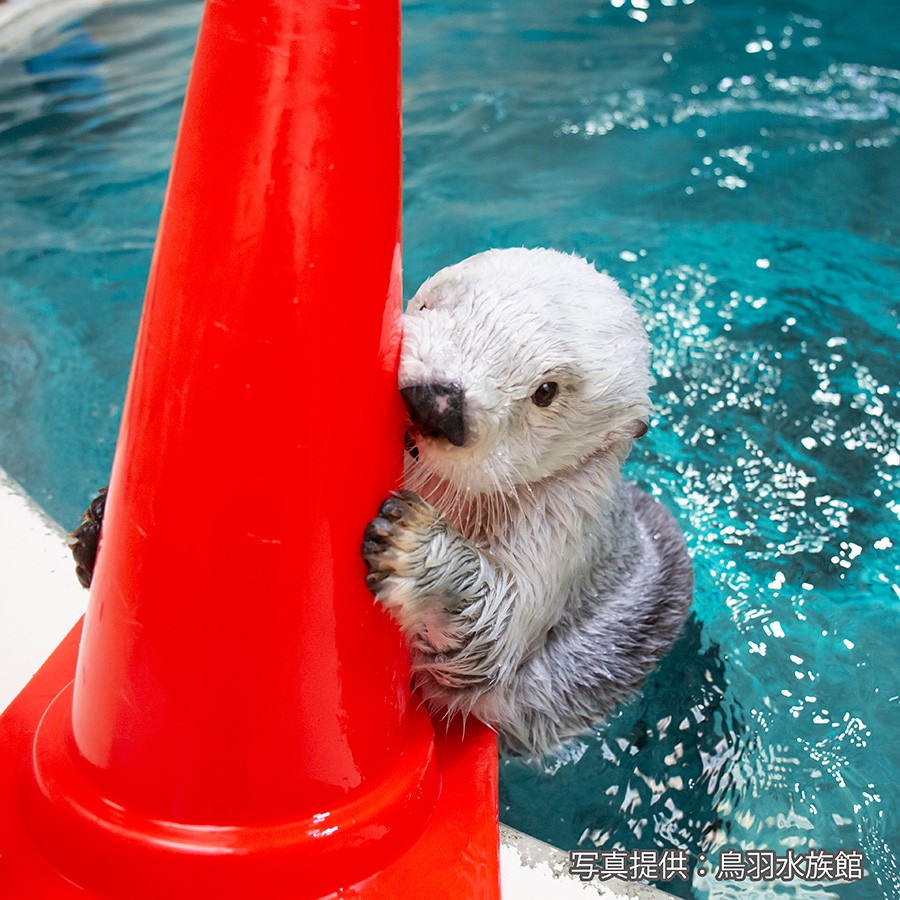 飼育員の太ももをタンタンタンッ 荒ぶるラッコの理由は こんな鳴き声なんだ おこりん坊さんが可愛い と癒される人続出 まいどなニュース