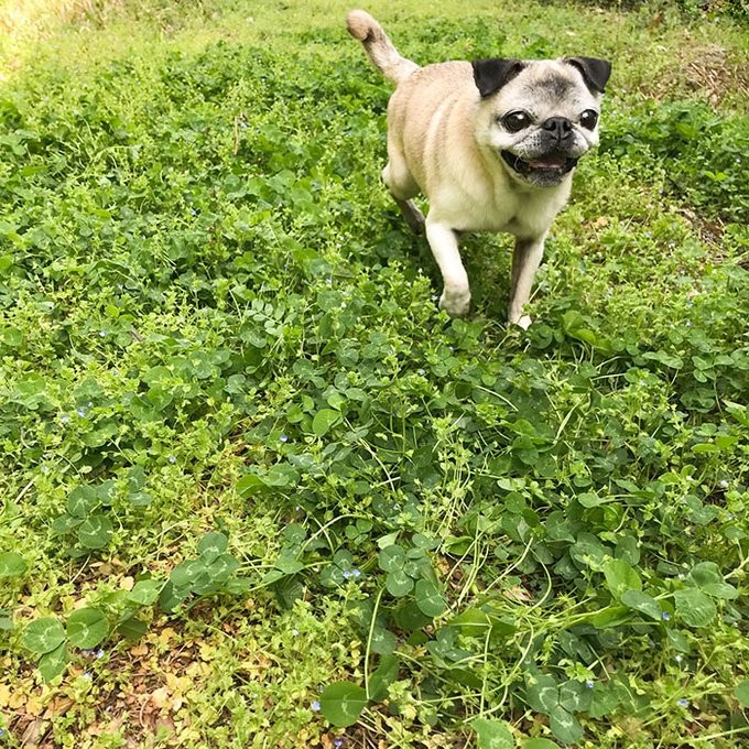意識とんでる 目を見開き草むらに転がる へそ天 の犬 気絶か昼寝かww とネット民ざわつく まいどなニュース
