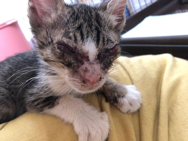 また我が家に来た時のように、奇跡を起こしたい」ひどい猫風邪から 