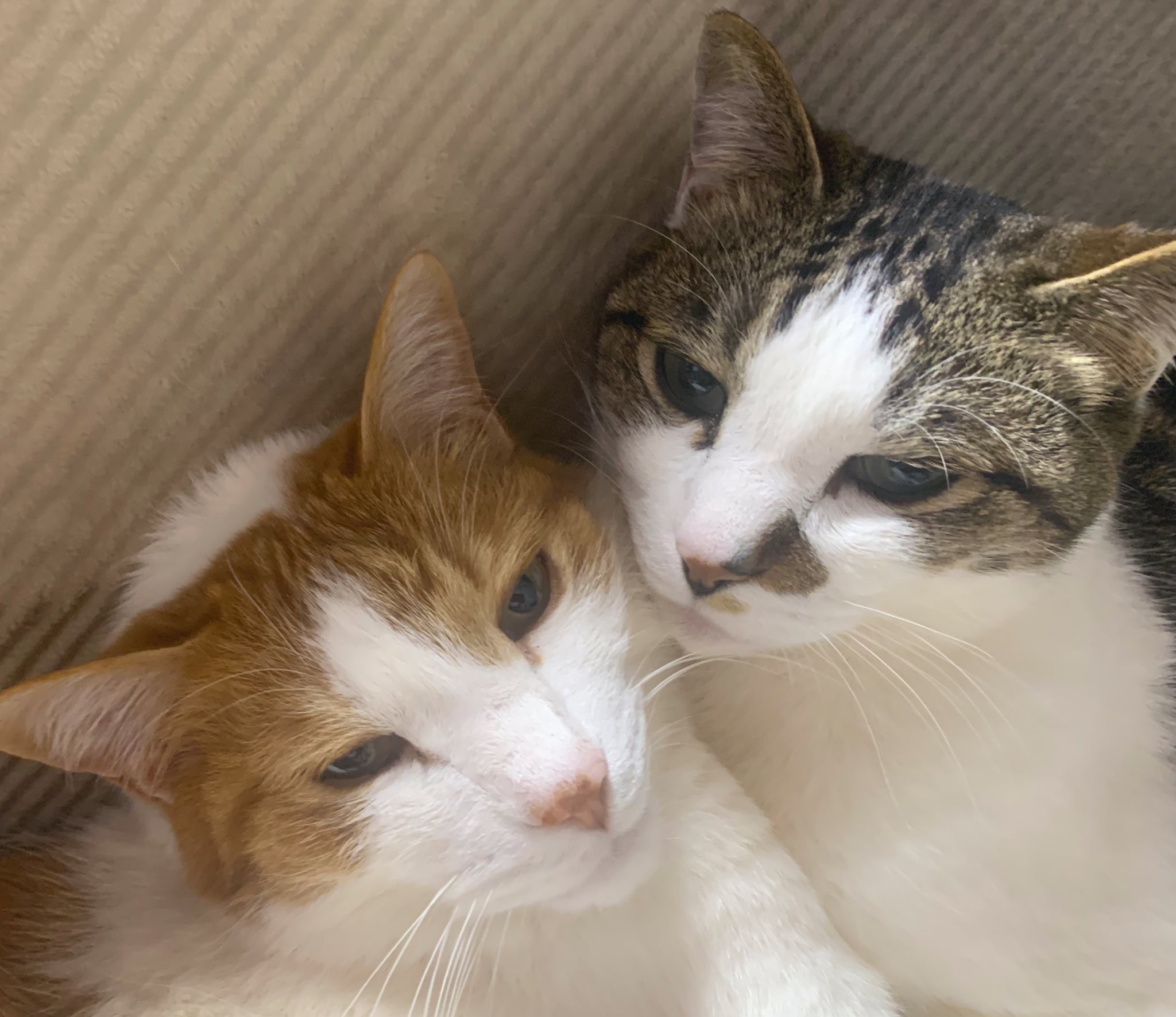 なぜお寺のtwitterフォロワー数が15万突破 住職の 猫全部乗せごはん 動画が人気 まいどなニュース