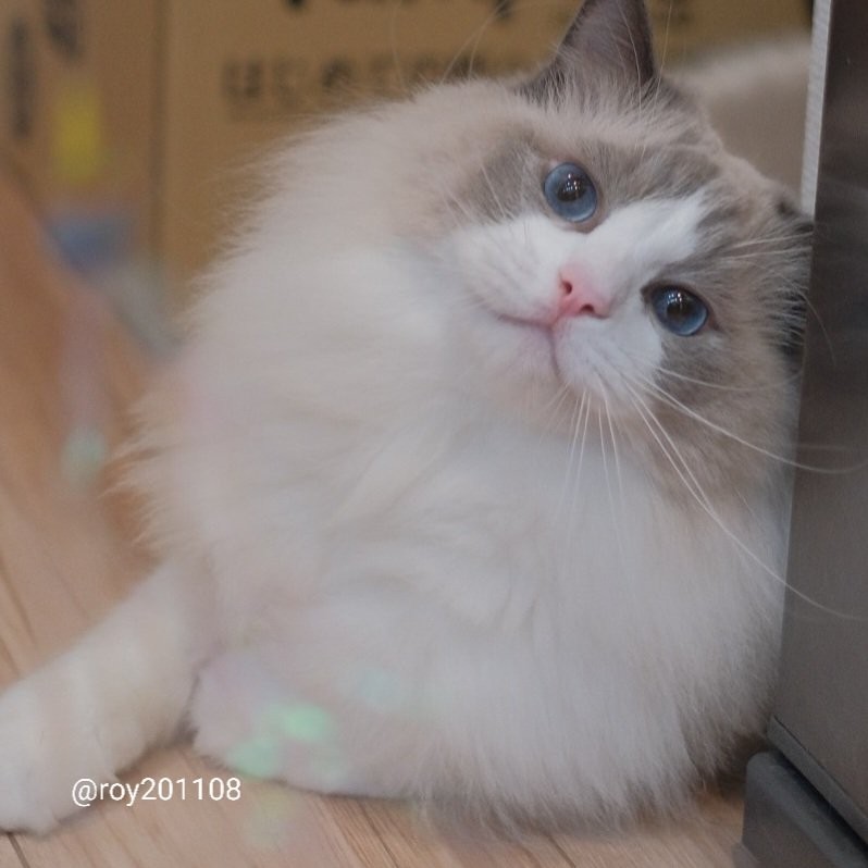 ずっと見てられる 尻尾をふりふりして 赤ちゃんを喜ばせる猫 あやしの天才 なんて素敵な世界 まいどなニュース