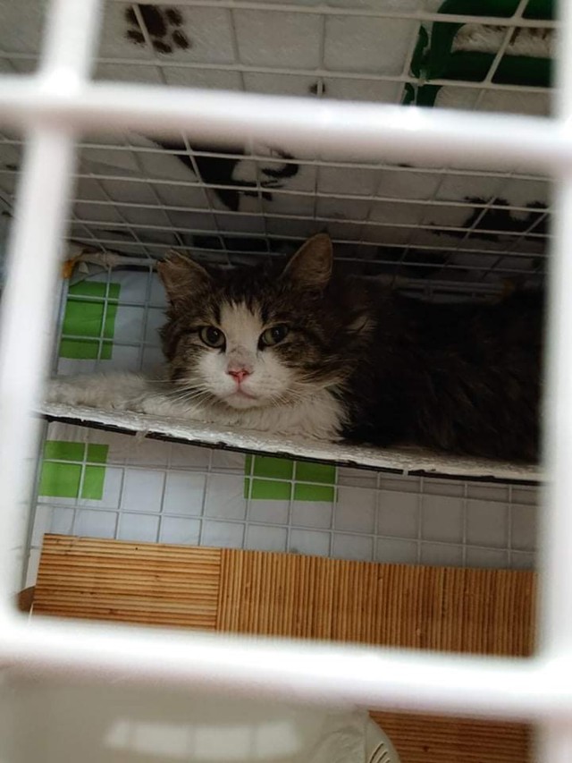 もしもあなたの猫がいなくなったら 特徴を言えますか 猫相 が変わっても 我が子 と断定するために まいどなニュース