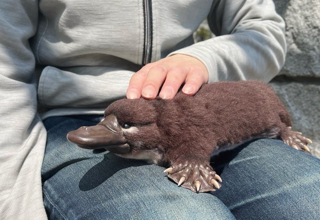 カモノハシを抱っこ リアルすぎる等身大ぬいぐるみに驚き 凄すぎて何度も写真拡大 素手で大丈夫なの まいどなニュース カモノハシを抱っこ リアルすぎる等身大ぬいぐるみに驚き 凄すぎて何度も写真拡大 素手で大丈夫なの まいどなニュース