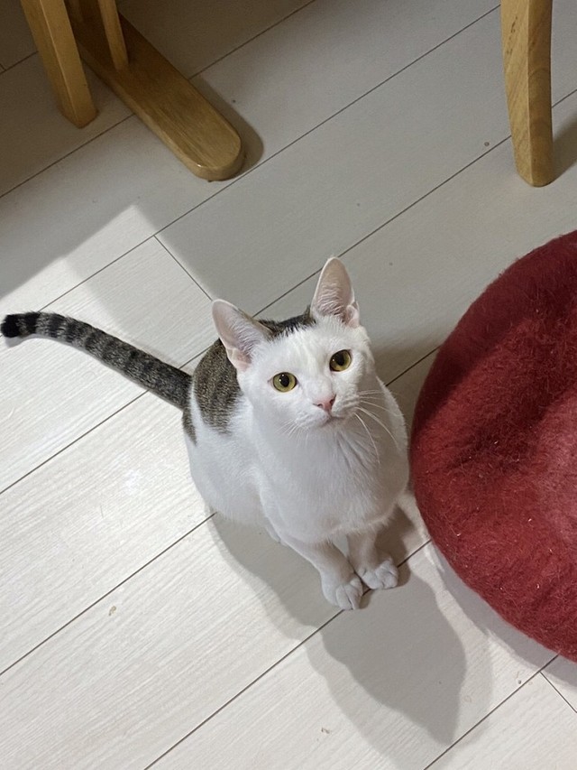 庭先に現われた パッツン前髪 の子猫 環境になじめず里親辞退の危機 なぜか急に甘えたに変身 まいどなニュース