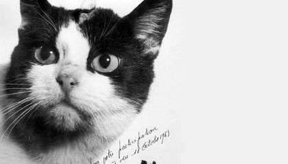 初めて宇宙に行った猫「フェリセット」を知っていますか 忘れられた悲劇的な最期と、知られざる功績|まいどなニュース