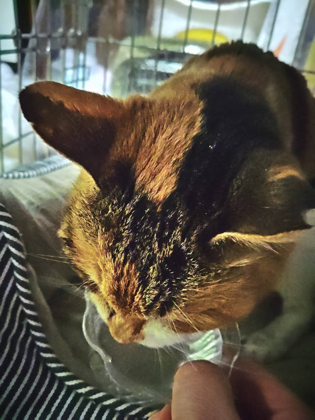 飼い主が認知症で入院 家に置き去りになった猫を保護 乳がん末期で余命わずか ボランティア 最期を看取りたい まいどなニュース