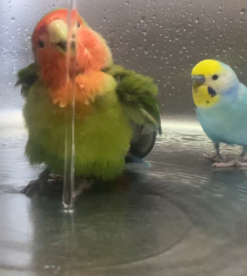 ネコバスならぬイヌバス 2羽のインコを乗せて歩く犬さんに癒される人続出 優しい世界 ほのぼの まいどなニュース