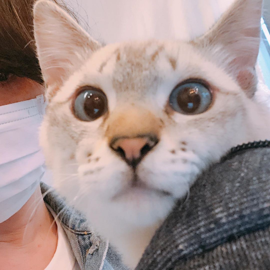 待望の2匹目の猫 白血病陰性のはずが 発症して死亡 仲良しだった先住猫への感染の心配にも怯え まいどなニュース