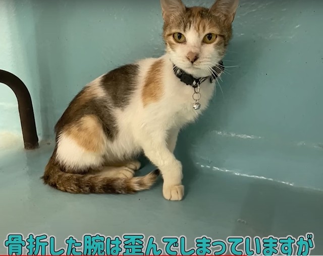 行き倒れの猫親子を保護 子猫は栄養不良の貧血 母猫は血液の病だった その後も手厚い介護を受けて まいどなニュース