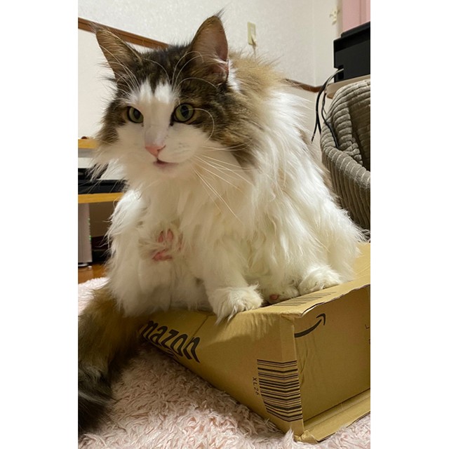 そこまでしてu2026!?」大好きなダンボール箱に乗ろうとする、猫さんの
