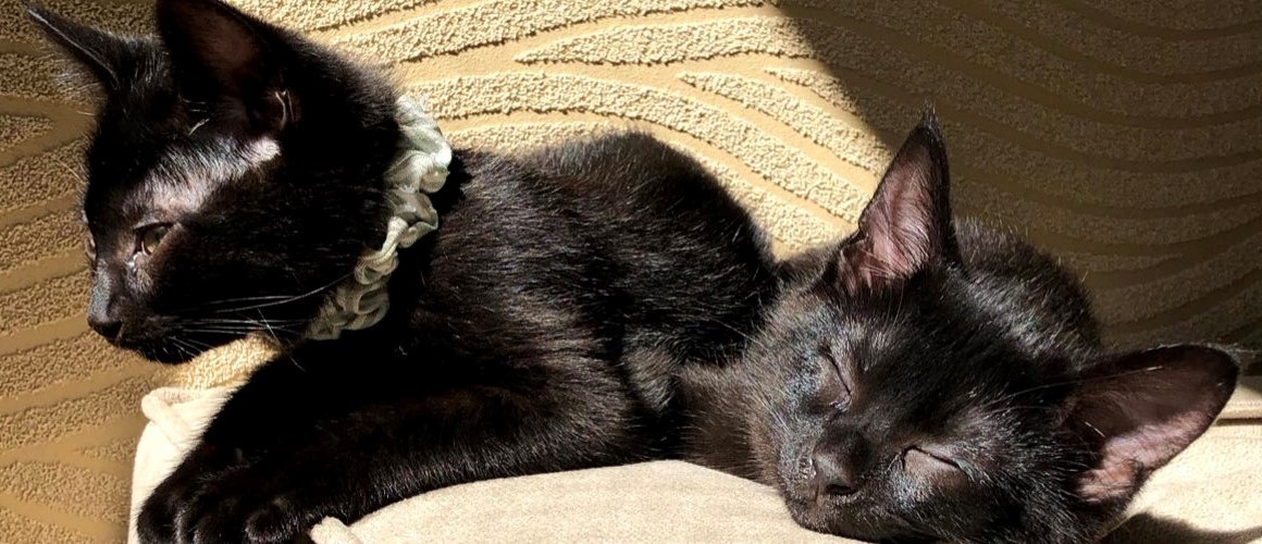 寝ていた飼い主衝撃 こんなにズカズカ上に乗られてたのか 午前4時 猫たちの 大胆な行動 が話題に まいどなニュース 寝ていた飼い主衝撃 こんなにズカズカ上に乗られてたのか 午前4時 猫たちの 大胆な行動 が話題に まいどなニュース