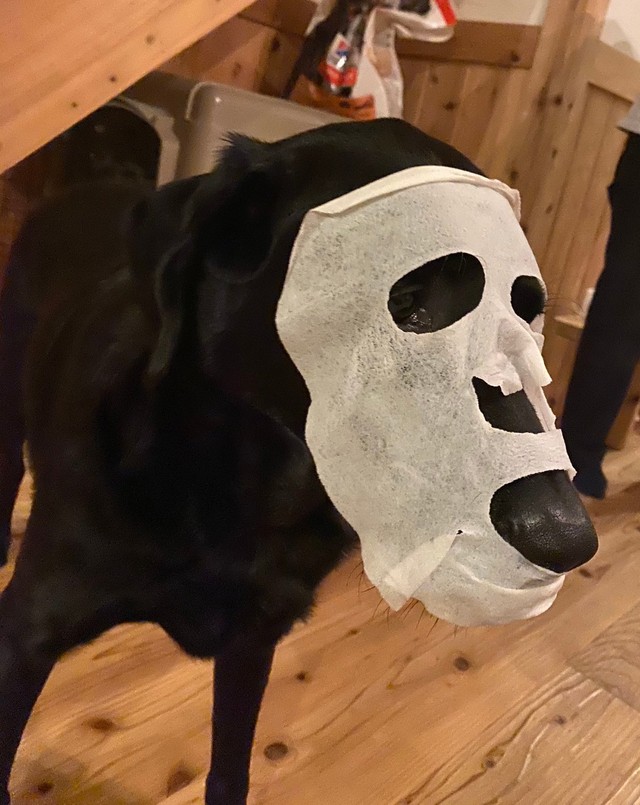 えっ カオナシ いえいえ パックをしたワンちゃんです 超シュールな姿にネットざわつく まいどなニュース