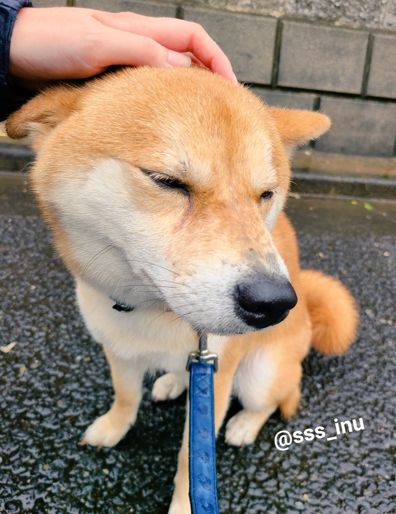 絶対散歩に行くって譲らなかったのになぜ 愛犬の心変わりが話題 気分屋ですから 柴犬だもん まいどなニュース 絶対散歩に行くって譲らなかったのになぜ 愛犬の心変わりが話題 気分屋ですから 柴犬だもん まいどなニュース