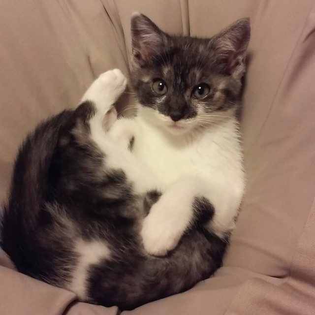 58歳で子猫は飼えない と一度はあきらめたが 里親決まらず引き取ることに 我が家で最後までお世話したい まいどなニュース