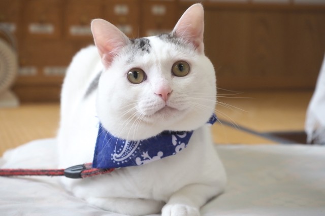 テンは人なつこく、お腹をさすってもらうのが好き