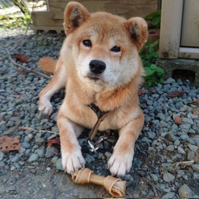 背後にただならぬ殺気 恐くて振り返れない柴犬の後ろに何が 役者級の表情に爆笑 母さん帰ってきた時のウチの親父 まいどなニュース