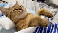 腹筋してたら、猫さんがお腹に乗ってきてキョロキョロ「これ何しに 