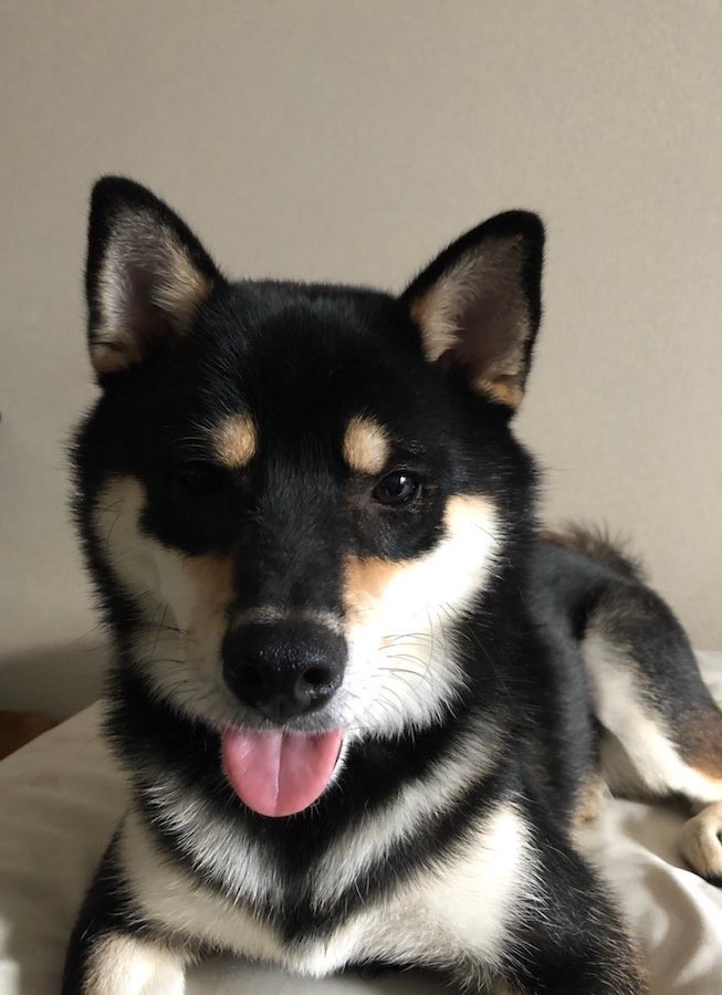 漫画 犬の散歩の思わぬ危険を描いた 柴ドリルでリードが外れた話 神おじさん降臨に おじさんのお母さんもありがとう まいどなニュース