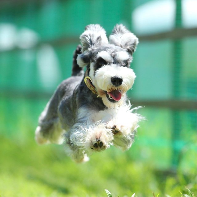 まさか２本足で走る犬 フィギュア化されそう トムとジェリーに出てくる犬みたい まいどなニュース