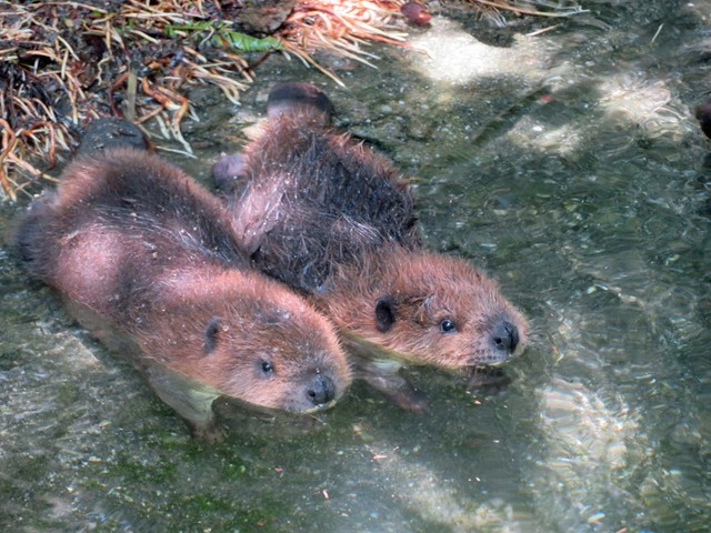 ビーバー赤ちゃんの初泳ぎ動画が話題 28年ぶりのベビー誕生に動物園職員も 可愛い と悶絶 まいどなニュース