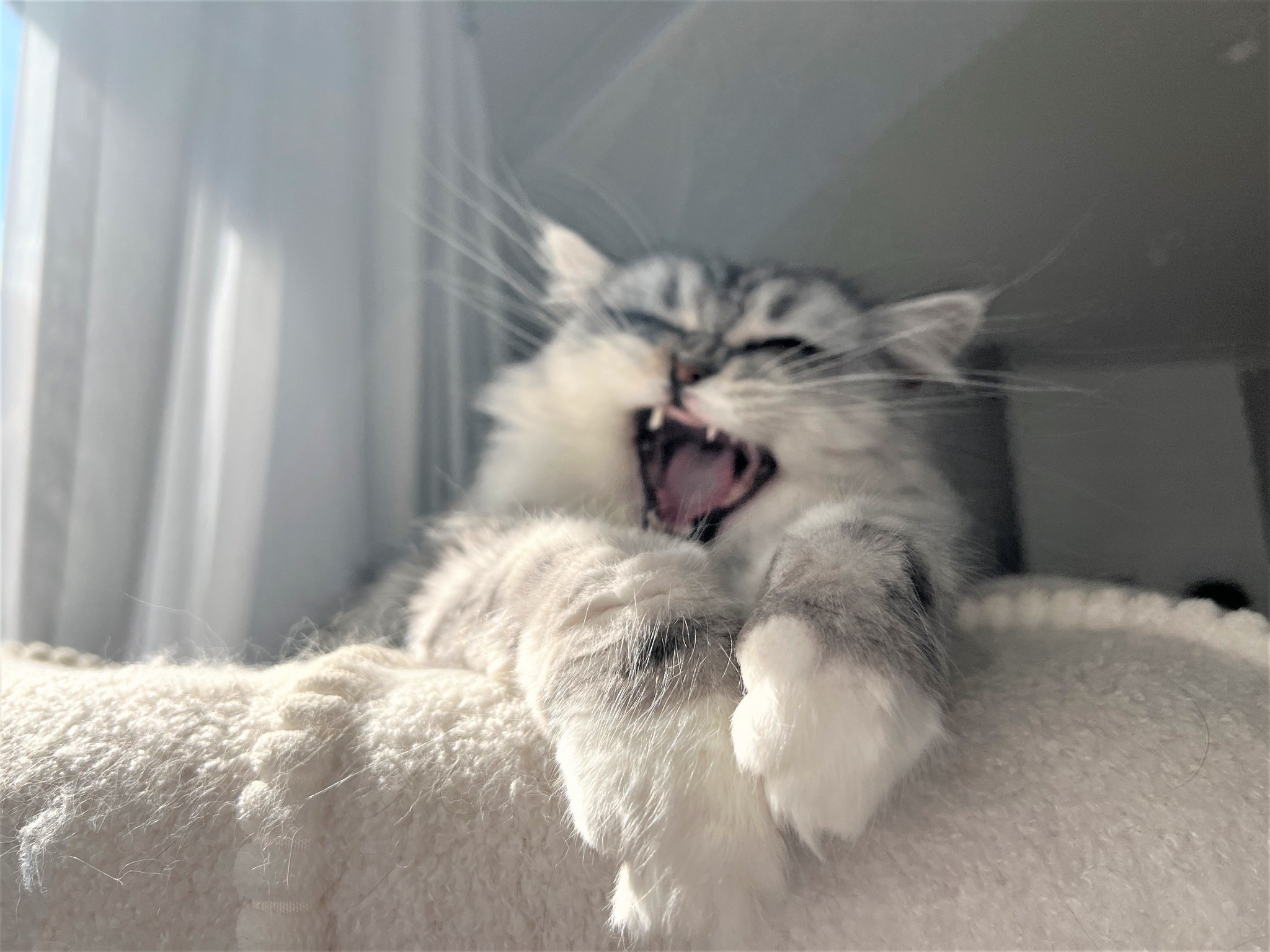 ぬいぐるみをギュッとする猫が可愛すぎると話題 大事なお友達になっちゃったらしい でも このあと実は まいどなニュース