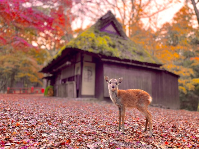 Mkタクシードライバーさん 子鹿のバンビと見つめ合う なんて素敵な 1万人が閲覧 まいどなニュース