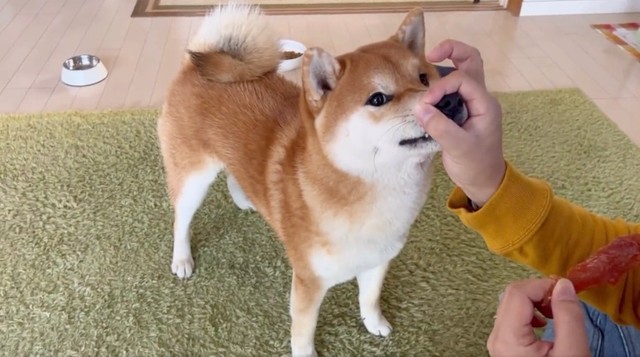 はよホメて 褒められ待ちする柴犬に爆笑 得意技を連発し ドヤ顔でチラ見 最強に可愛い まいどなニュース