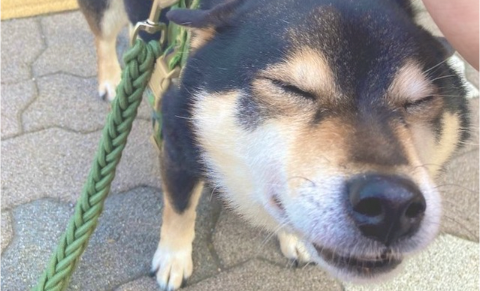 初めてカッパを着た犬さん 僕 イケてる 鏡に映った自分を見つめる姿に 絶対自分のこと可愛い って思ってる まいどなニュース 初めてカッパを着た犬さん 僕 イケてる 鏡に映った自分を見つめる姿に 絶対自分のこと可愛い って思ってる まいどなニュース