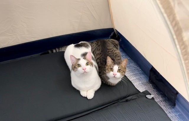 猫モノレール」姿で夏を告げる猫さん「めっちゃ目が合う」「陰干し 