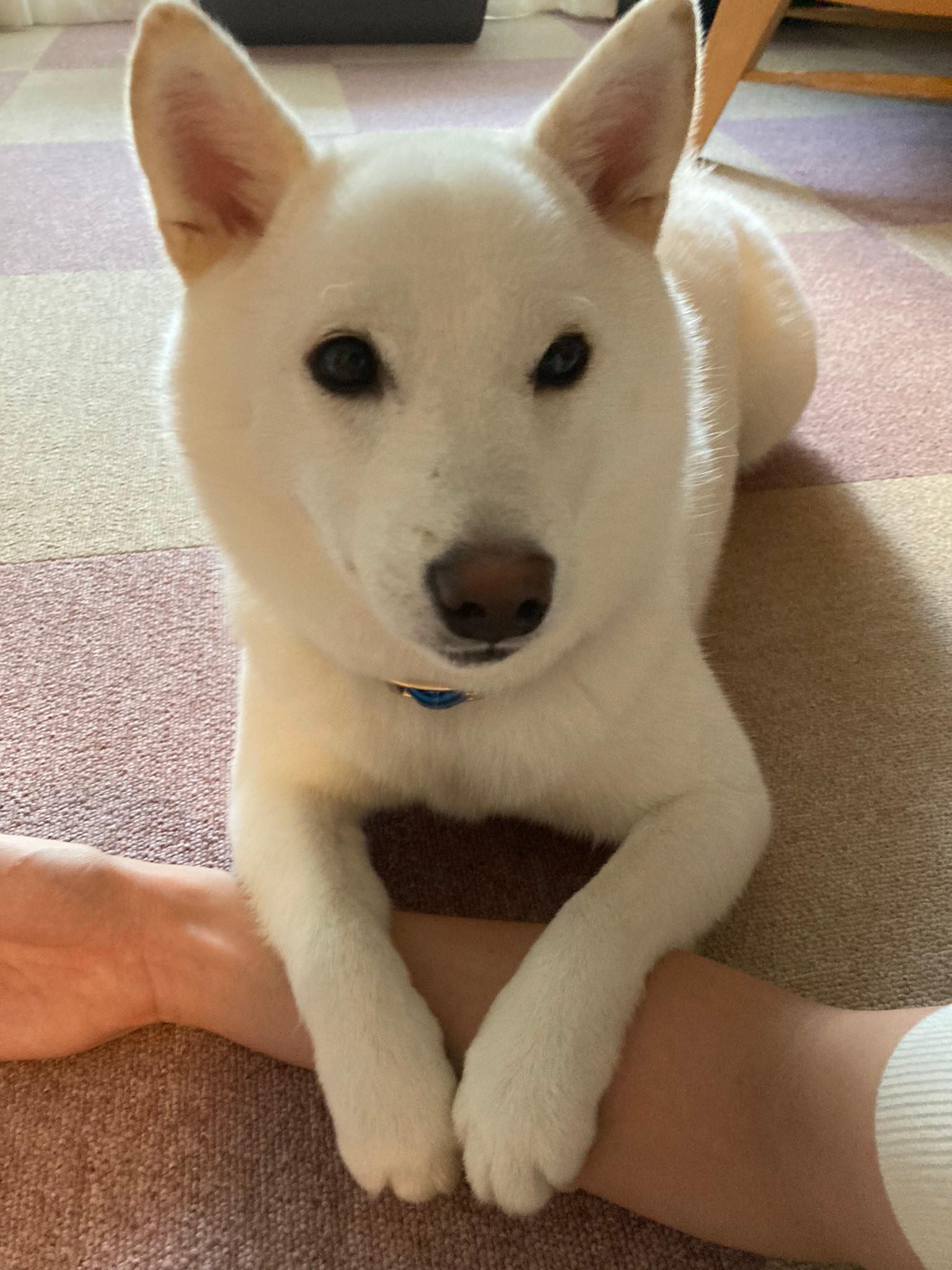 急に振り返ってウインクされたら 惚れてまうやろー たまらんですよ 柴犬さんのお顔にメロメロ まいどなニュース