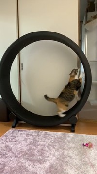 おすすめ猫用回し車 愛猫が肥満ぎみ それなら猫ランニングマシンの導入を考えてもいいかも まいどなニュース おすすめ猫用回し車 愛猫が肥満ぎみ それなら猫ランニングマシンの導入を考えてもいいかも まいどなニュース