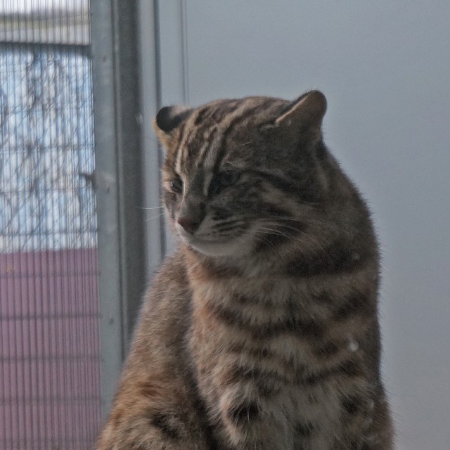 額の縦縞や角の取れた丸い耳が特徴的